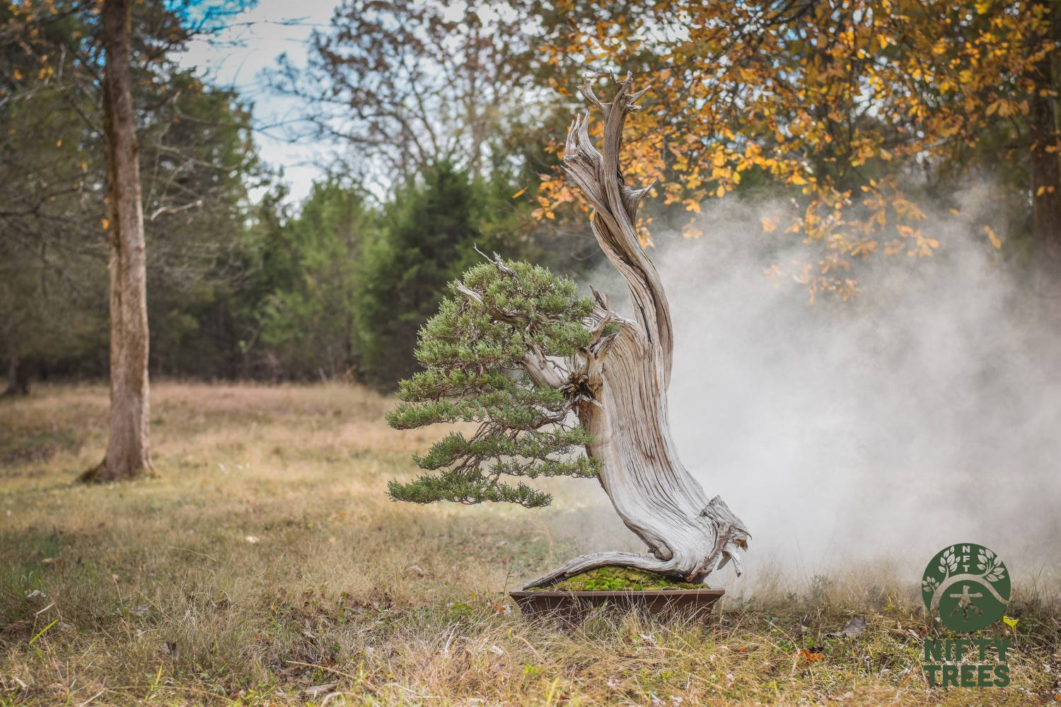 Nifty Trees - Origin Collection Image